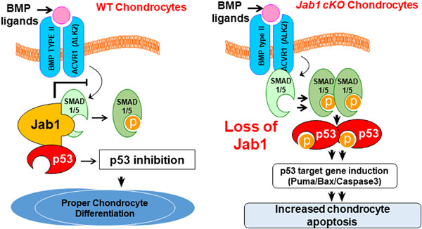 The transcriptional cofactor Jab1/Cops5 is crucial for BMP-mediated mouse chondrocyte differentiation by repressing p53 activity