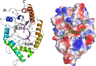 Heat- and Alkaline-Stable Xylanases: Application, Protein Structure and Engineering