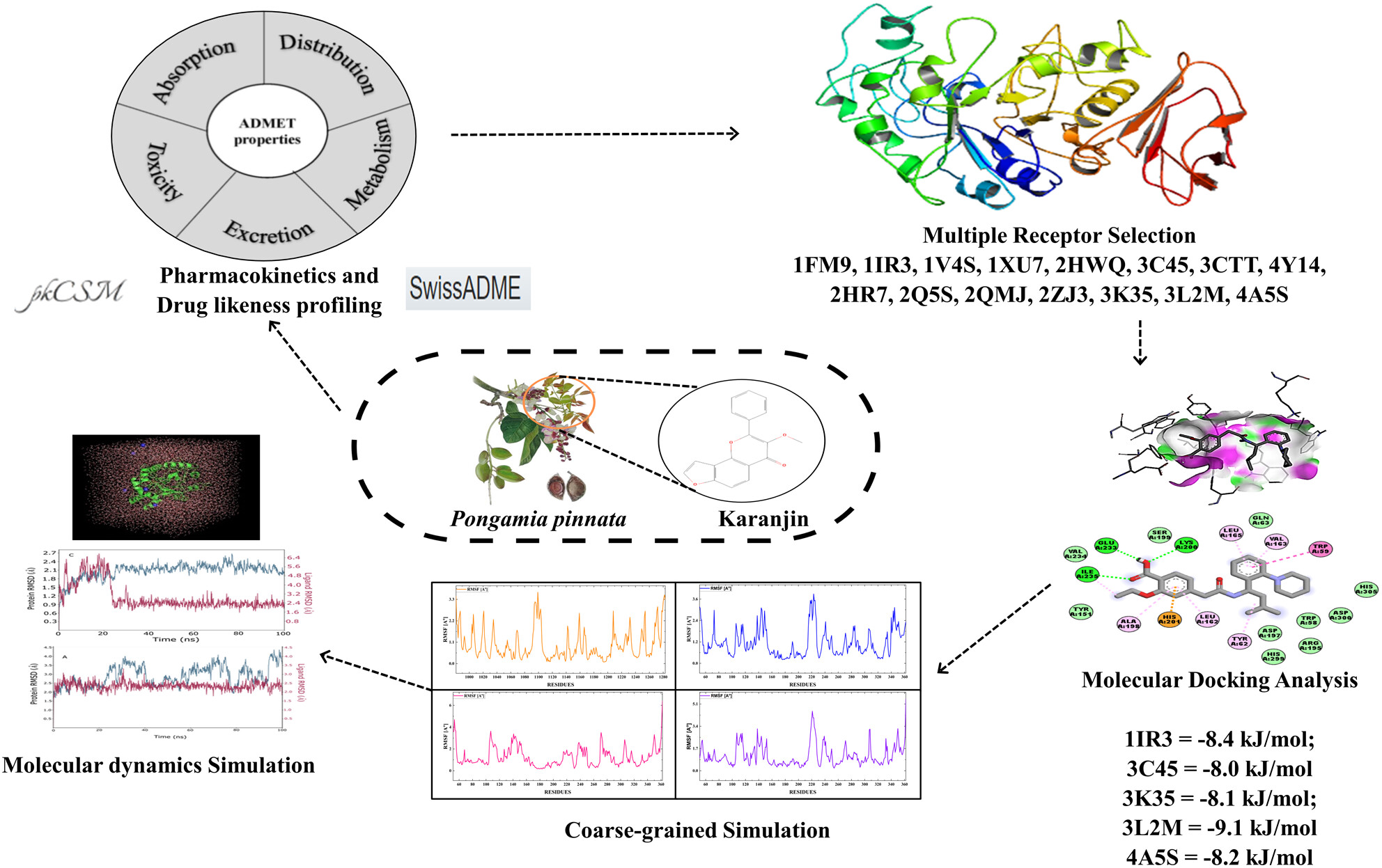 Multireceptor Analysis for Evaluating the Antidiabetic Efficacy of Karanjin: A Computational Approach