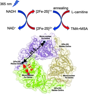 Light-Activated Electron Transfer and Catalytic Mechanism of Carnitine Oxidation by Rieske-Type Oxygenase from Human Microbiota