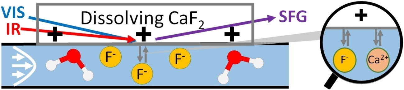 Ionenadsorption und -desorption an der CaF2-Wasser-Grenzfläche untersucht mit Flussexperimenten und Schwingungsspektroskopie