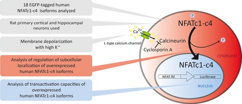 Regulation of different human NFAT isoforms by neuronal activity