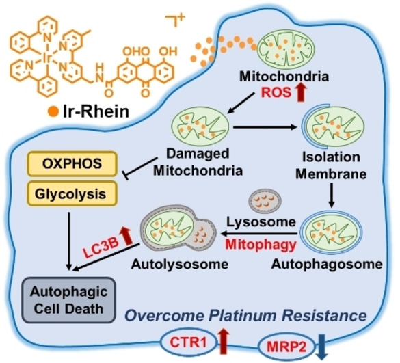 A New Strategy to Fight Metallodrug Resistance: Mitochondria-Relevant Treatment through Mitophagy to Inhibit Metabolic Adaptations of Cancer Cells