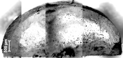 Application of In Situ Coating on a Two-Compound System