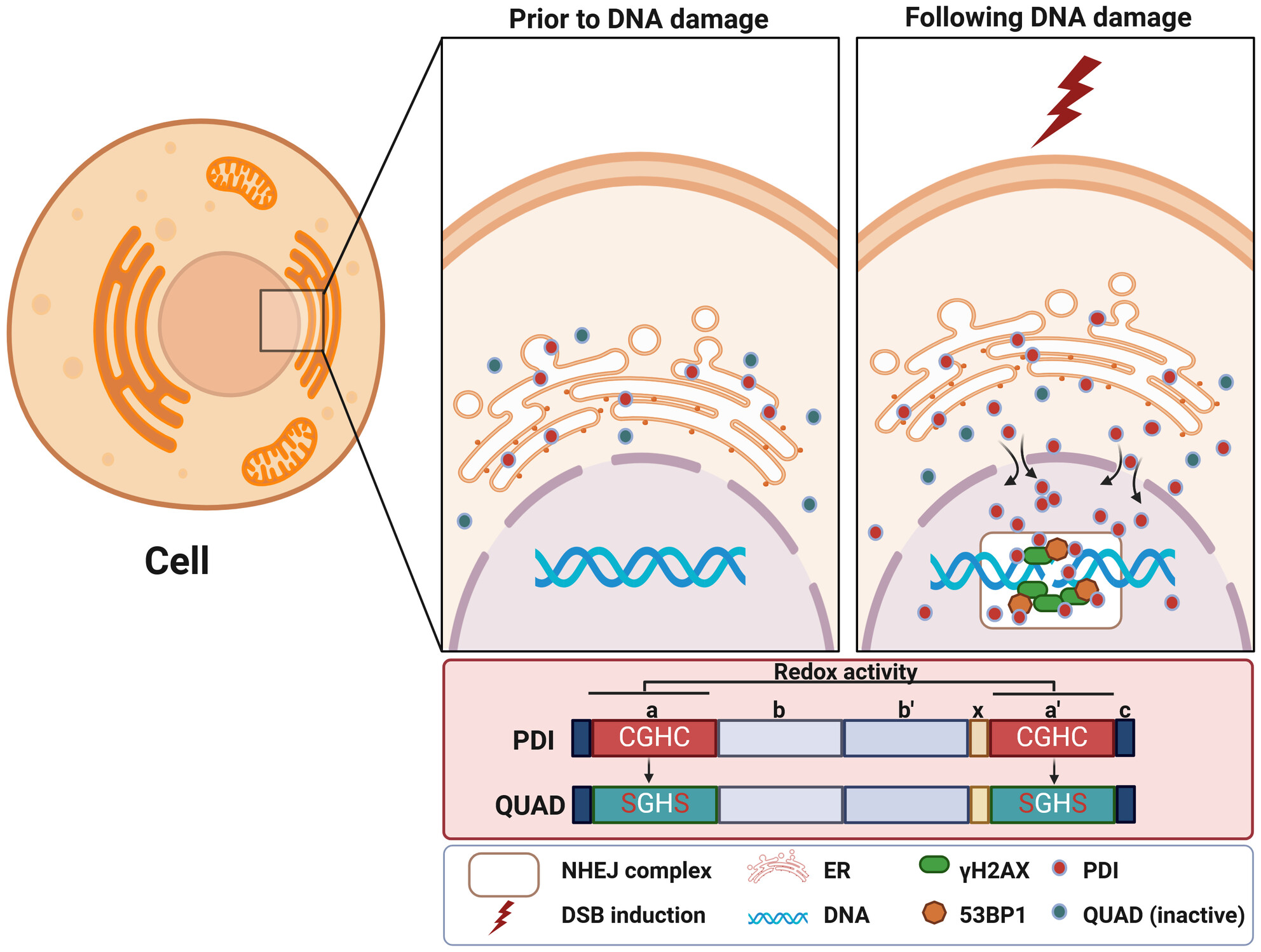 The Redox Activity of Protein Disulphide Isomerase Functions in Non-Homologous End-Joining Repair to Prevent DNA Damage