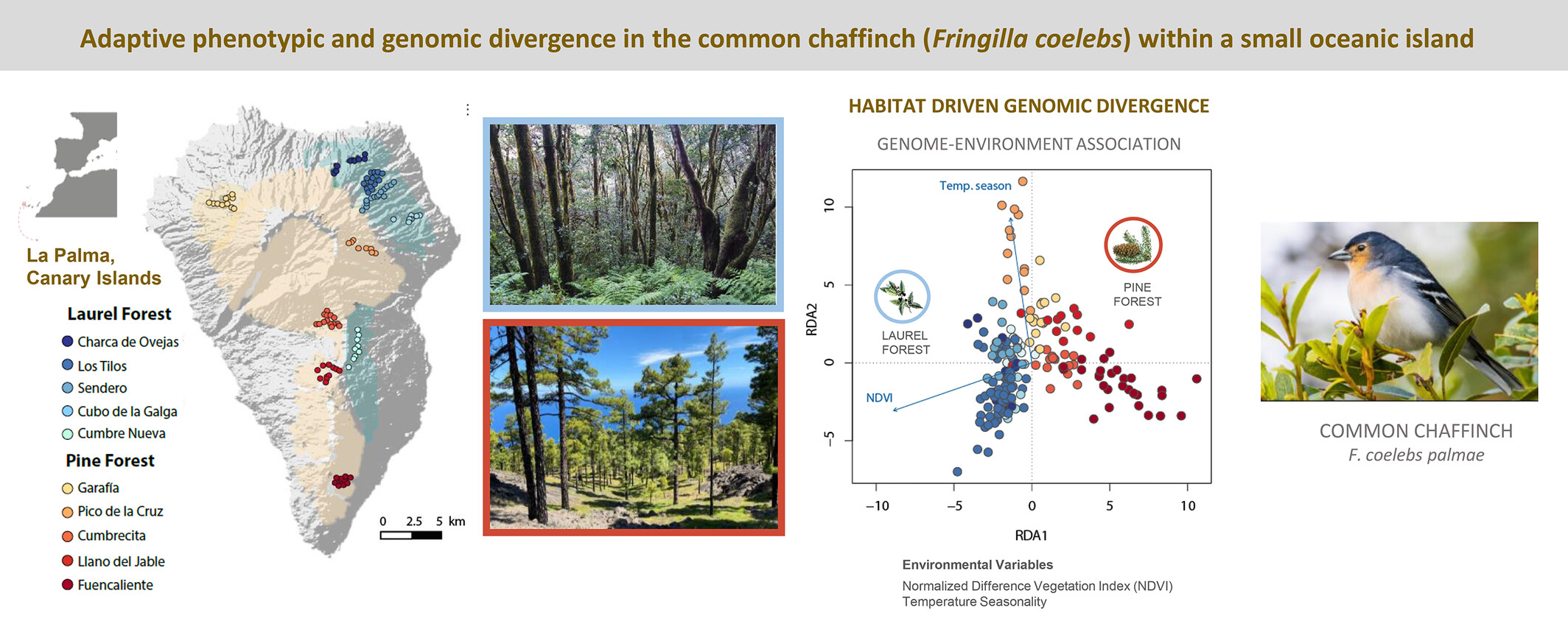 Adaptive phenotypic and genomic divergence in the common chaffinch (Fringilla coelebs) following niche expansion within a small oceanic island