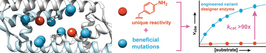 Directed Evolution of a Designer Enzyme Featuring an Unnatural Catalytic Amino Acid