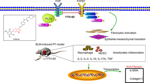 A novel multikinase inhibitor SKLB-YTH-60 ameliorates inflammation and fibrosis in bleomycin-induced lung fibrosis mouse models