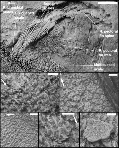 Details are in the caption following the image Details are in the caption following the image