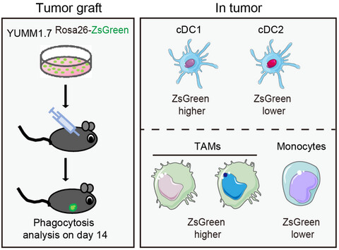 A novel ZsGreen knock-in melanoma cell line reveals the function of CD11b in tumor phagocytosis