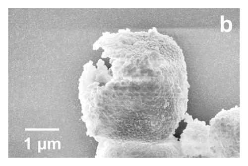 Details are in the caption following the image