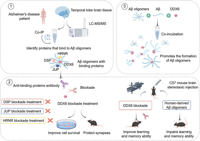 DEAD-Box Helicase 6 Blockade in Brain-Derived Aβ Oligomers From Alzheimer's Disease Patients Attenuates Neurotoxicity