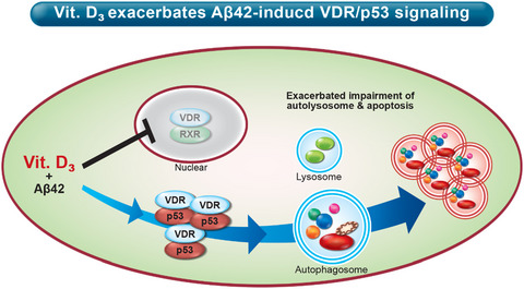 Vitamin D supplementation worsens Alzheimer's progression: Animal model and human cohort studies