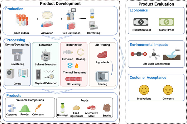 Cell-cultivated food production and processing: A review