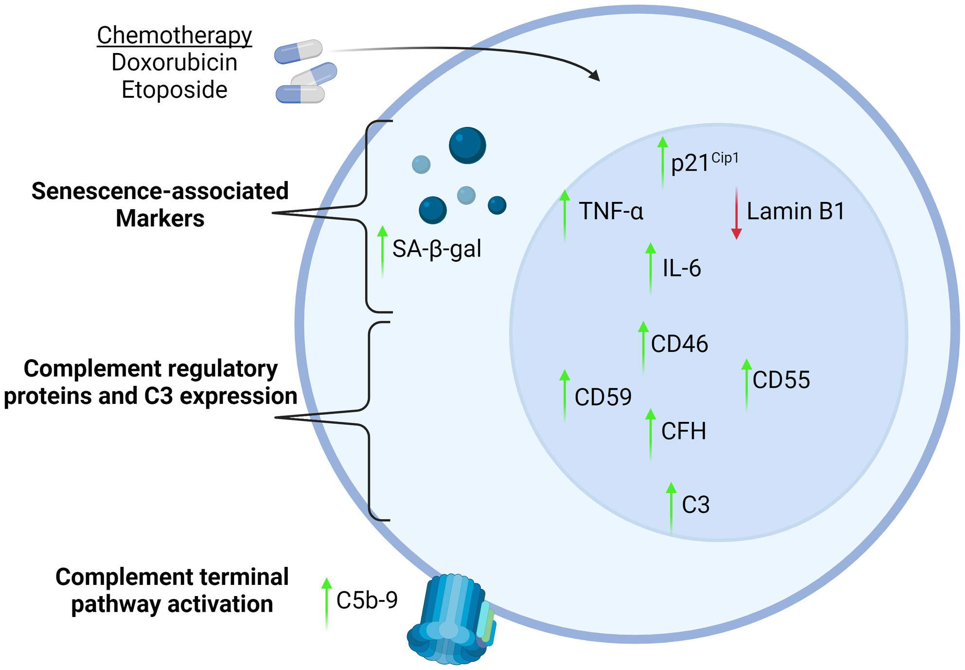 Therapy-induced senescent cancer cells exhibit complement activation and increased complement regulatory protein expression