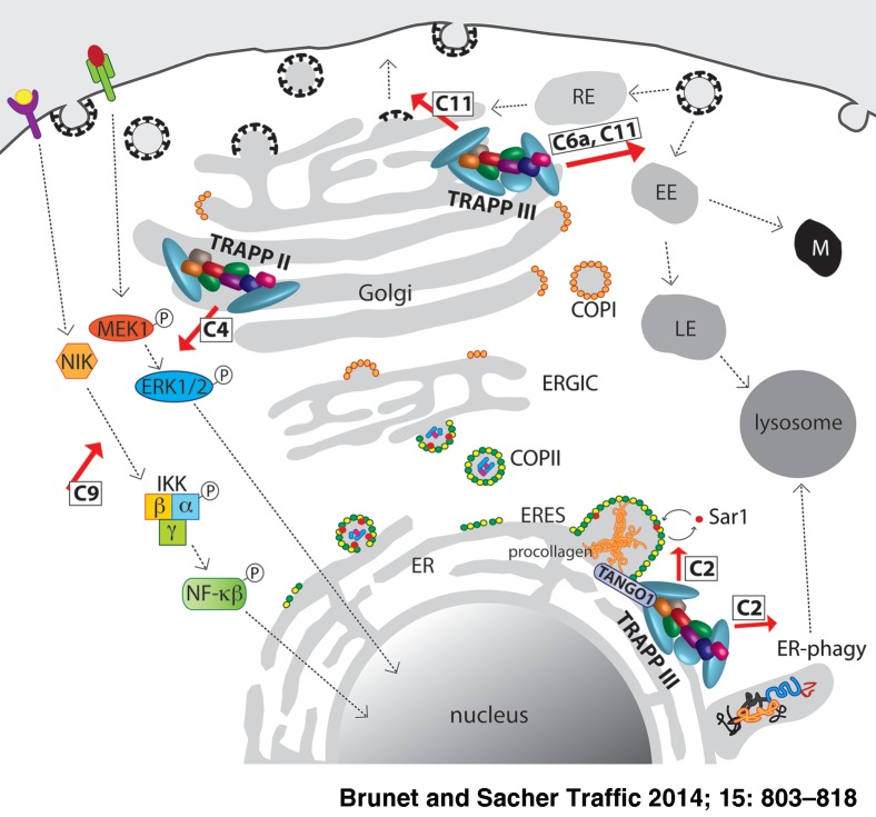 In Sickness and in Health: The Role of TRAPP and Associated Proteins in Disease