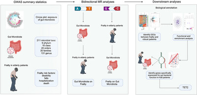 Multi-Omics Analyses Reveal Relationships Between Gut Microbiota and Frailty
