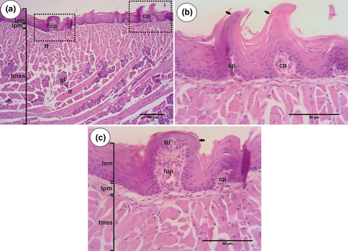 Details are in the caption following the image Details are in the caption following the image