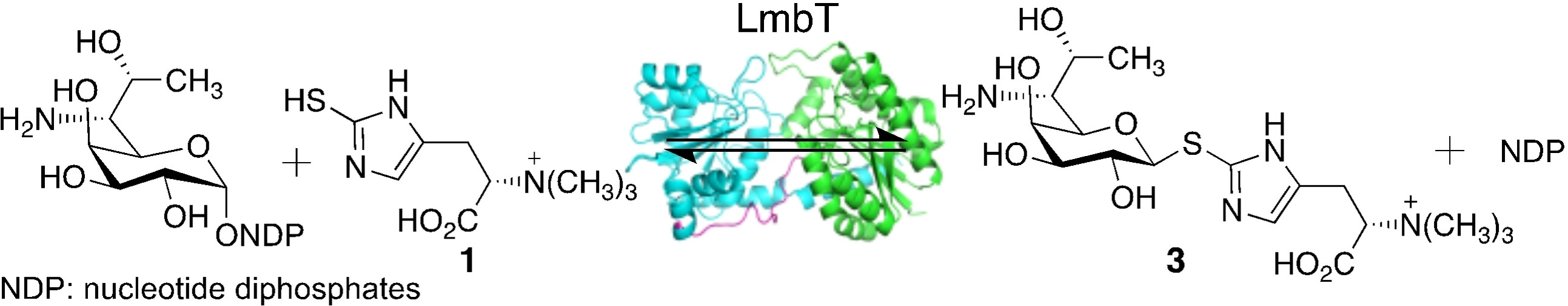Structure-Function Analysis of the S-Glycosylation Reaction in the Biosynthesis of Lincosamide Antibiotics