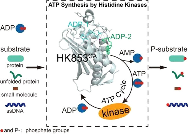 An ATP “Synthase” Derived from a Single Structural Domain of Bacterial Histidine Kinase