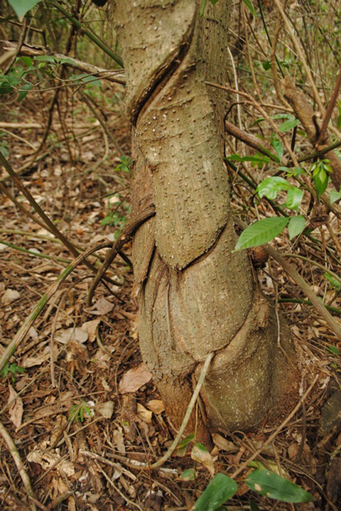 The negative effect of lianas on tree growth varies with tree species and season