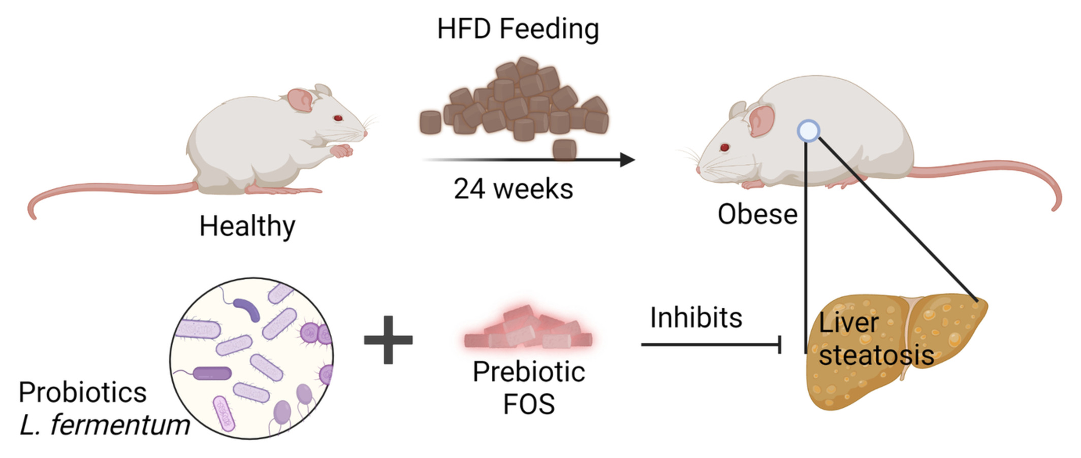 Protective effect of probiotic and prebiotic fermented milk containing Lactobacillus fermentum against obesity-induced hepatic steatosis and inflammation