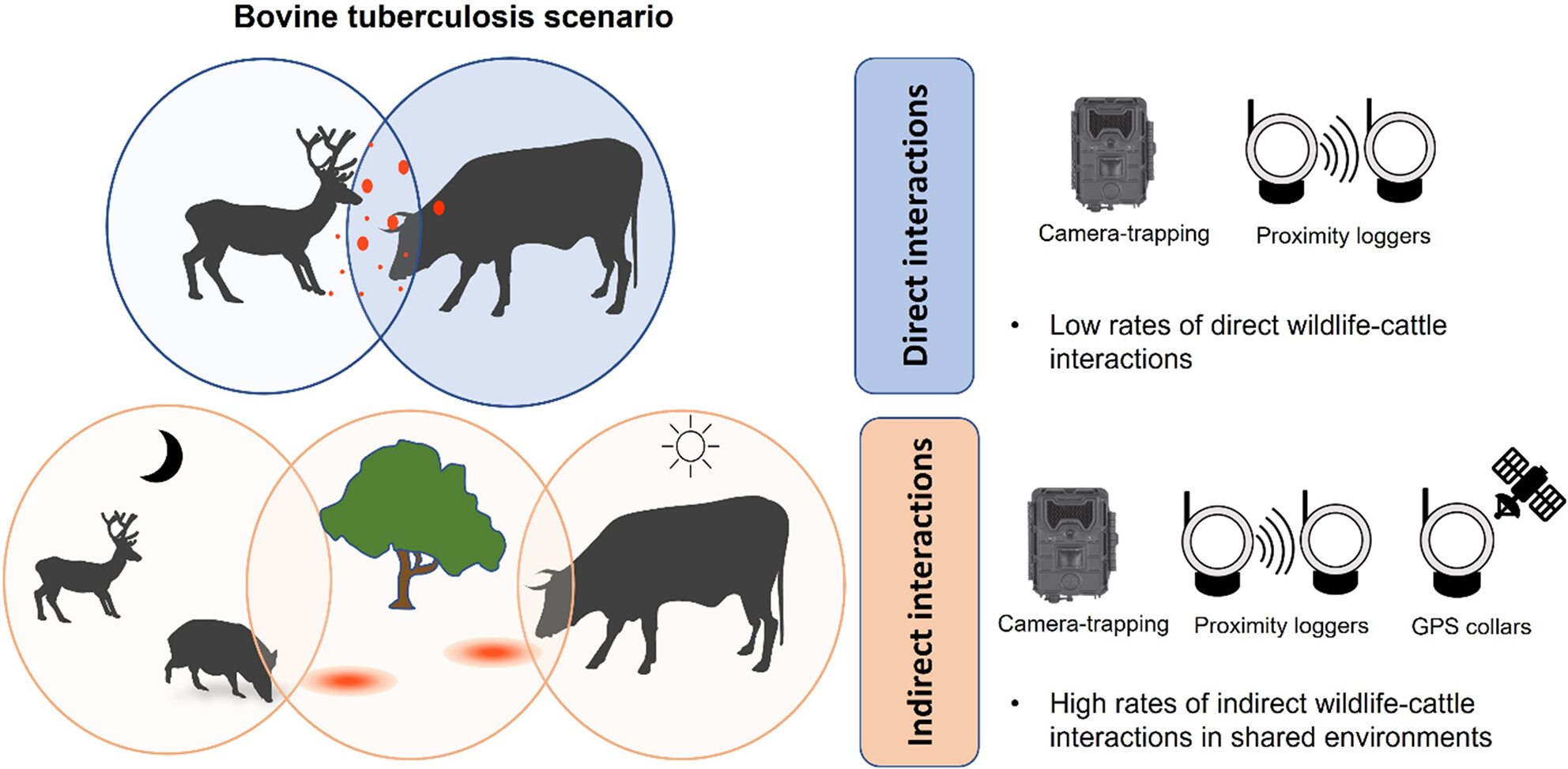 Disentangling wildlife–cattle interactions in multi-host tuberculosis scenarios: systematic review and meta-analysis