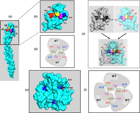 Mutations in the binding site of TNFR1 PLAD reduce homologous interactions but can enhance antagonism of wild-type TNFR1 activity