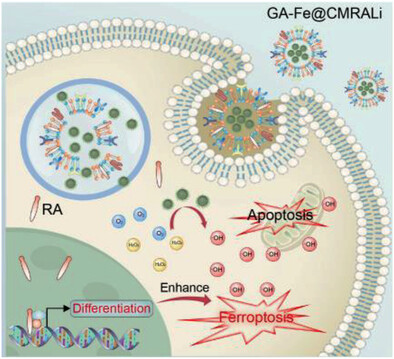 Amplified Ferroptosis and Apoptosis Facilitated by Differentiation Therapy Efficiently Suppress the Progression of Osteosarcoma