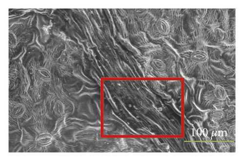 Details are in the caption following the image Details are in the caption following the image