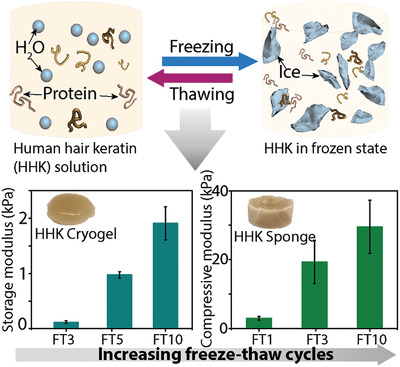 Cryogelation of Human Hair Keratins