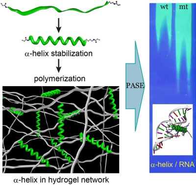 Covalent capture of α-helical peptides in polymer hydrogel network for polyacrylamide gel stabilization electrophoresis