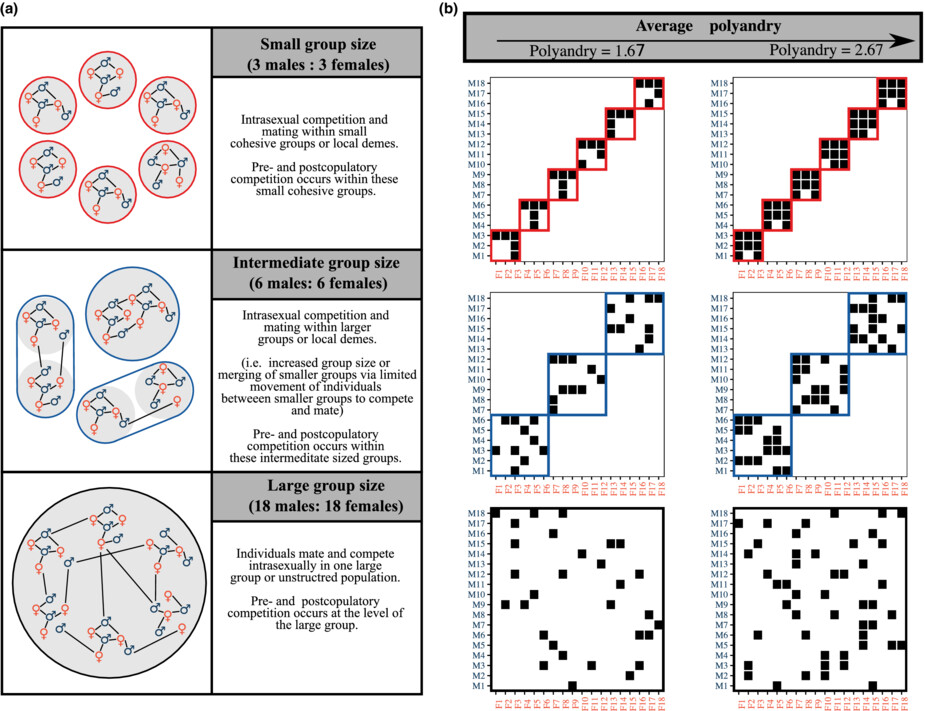 The impact of small groups on pre- and postcopulatory sexual selection in polyandrous populations