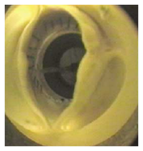 Details are in the caption following the image Details are in the caption following the image