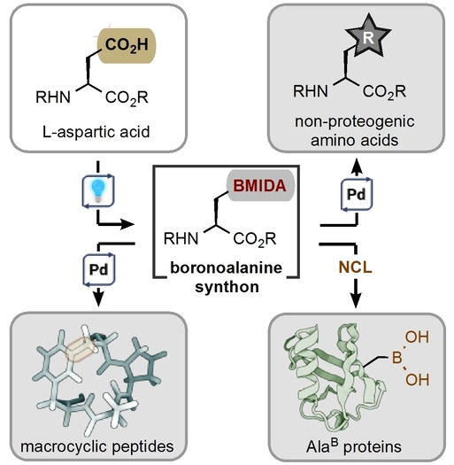 Umpolung AlaB Reagents for the Synthesis of Non-Proteogenic Amino Acids, Peptides and Proteins**