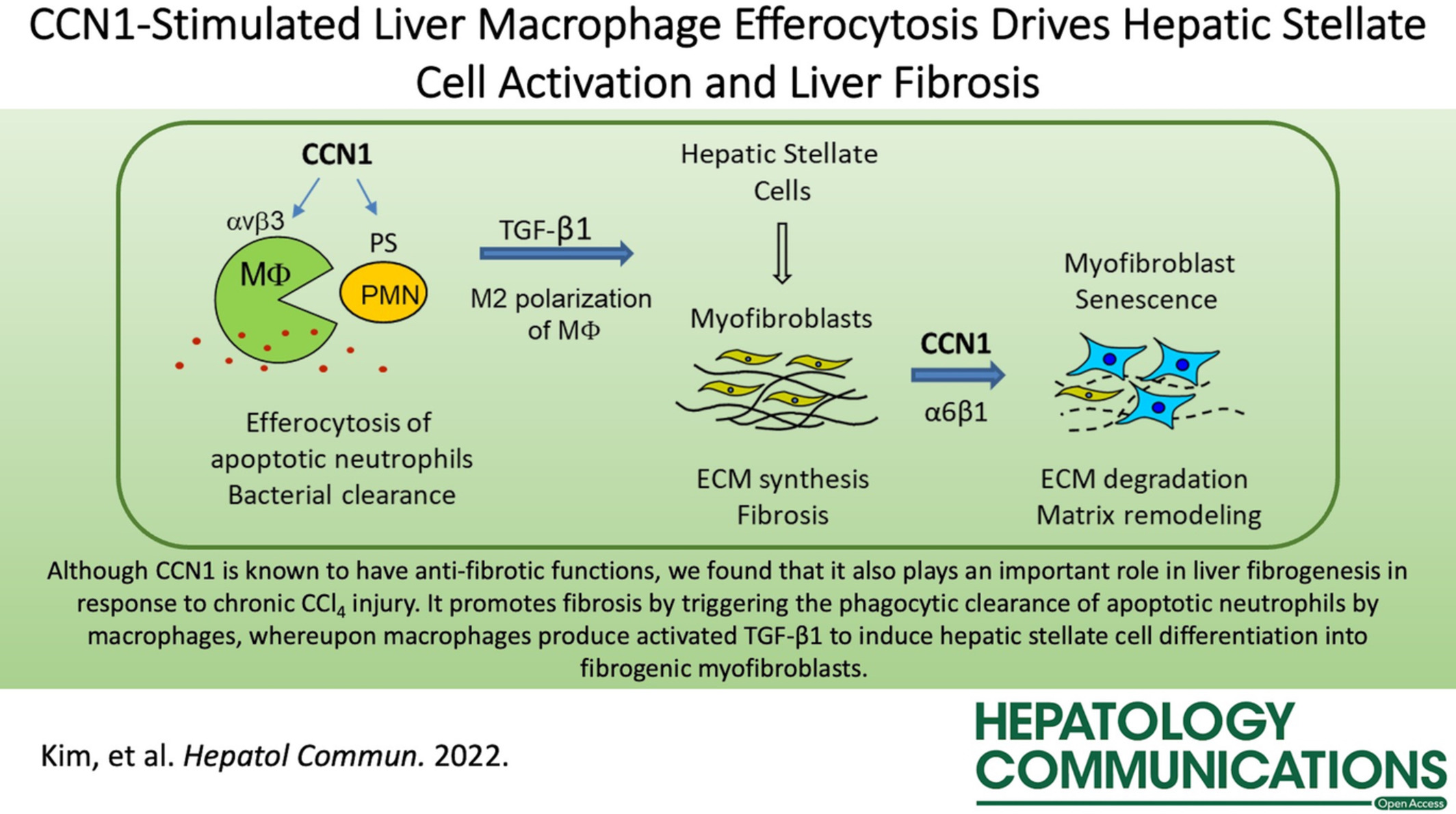 Cellular communication network factor 1-stimulated liver macrophage efferocytosis drives hepatic stellate cell activation and liver fibrosis