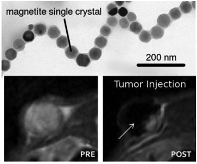 Characterization of magnetic nanoparticles from Magnetospirillum Gryphiswaldense as potential theranostics tools