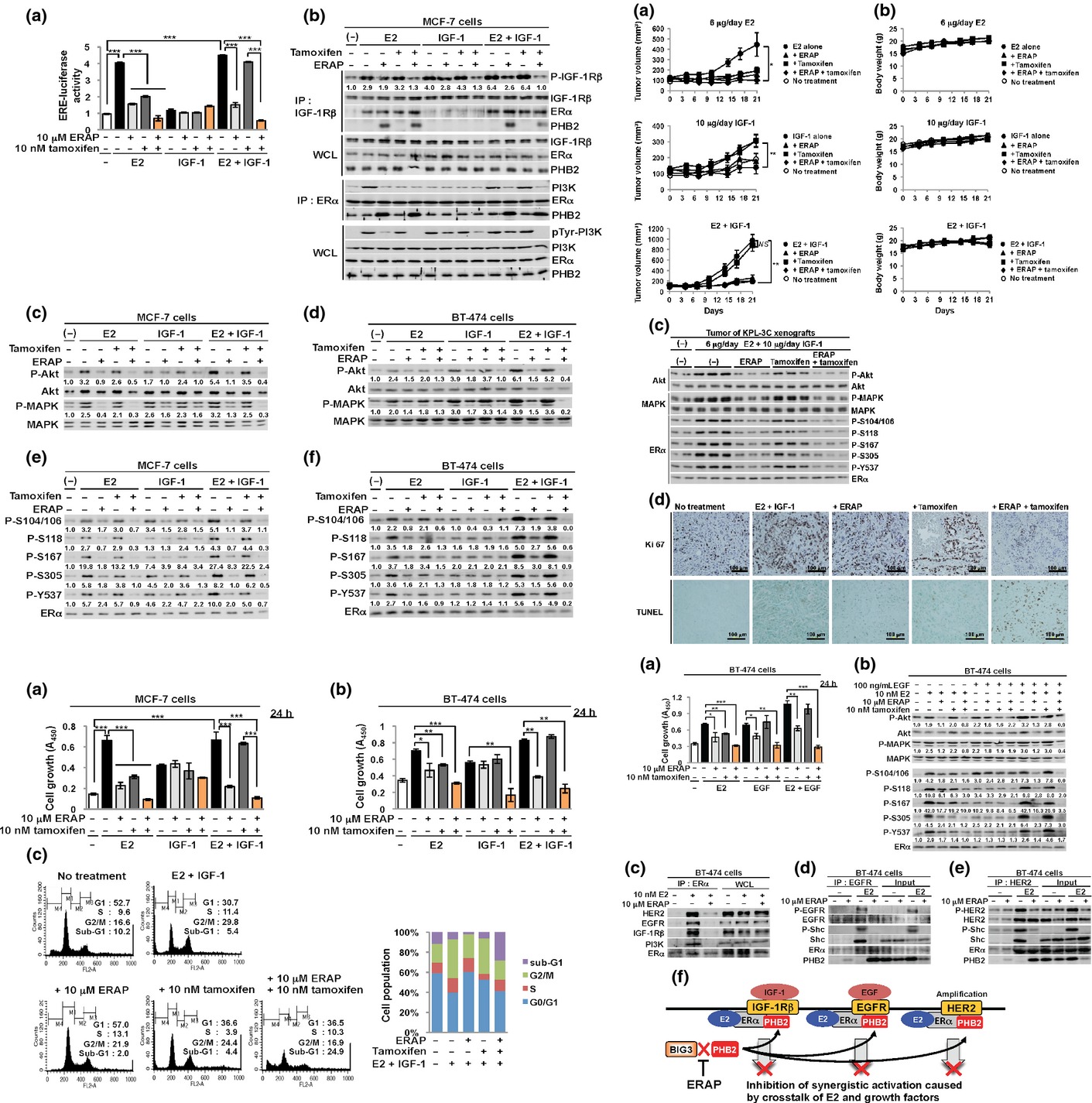 Therapeutic advances in BIG3-PHB2 inhibition targeting the crosstalk between estrogen and growth factors in breast cancer