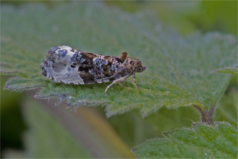 Odorant receptor phylogeny confirms conserved channels for sex pheromone and host plant signals in tortricid moths