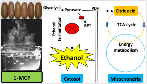 1-Methylcyclopropene treatment controls ethanol accumulation associated with regulation of mitochondrial energy metabolism in kiwifruit (Actinidia deliciosa) cv. “Bruno” during storage at room temperature