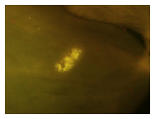 Details are in the caption following the image Details are in the caption following the image