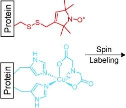 The Double-Histidine Cu2+-Binding Motif: A Highly Rigid, Site-Specific Spin Probe for Electron Spin Resonance Distance Measurements