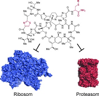 Antiplasmodiale Thiostreptonderivate – Proteasominhibitoren mit einem dualen Wirkmechanismus