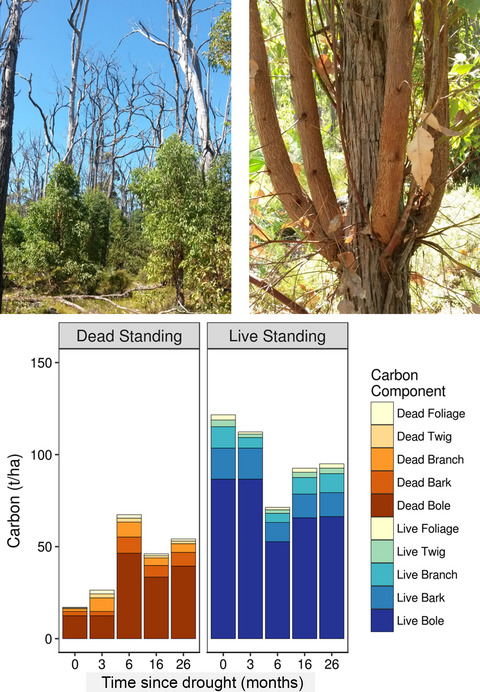 Carbon consequences of drought differ in forests that resprout