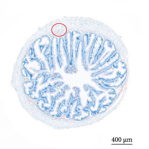 Details are in the caption following the image Details are in the caption following the image