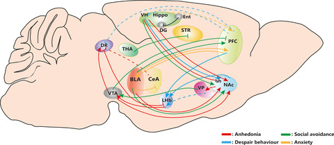 Brain circuit dysfunction in specific symptoms of depression