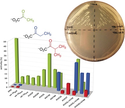 Donor Promiscuity of a Thermostable Transketolase by Directed Evolution: Efficient Complementation of 1-Deoxy-d-xylulose-5-phosphate Synthase Activity