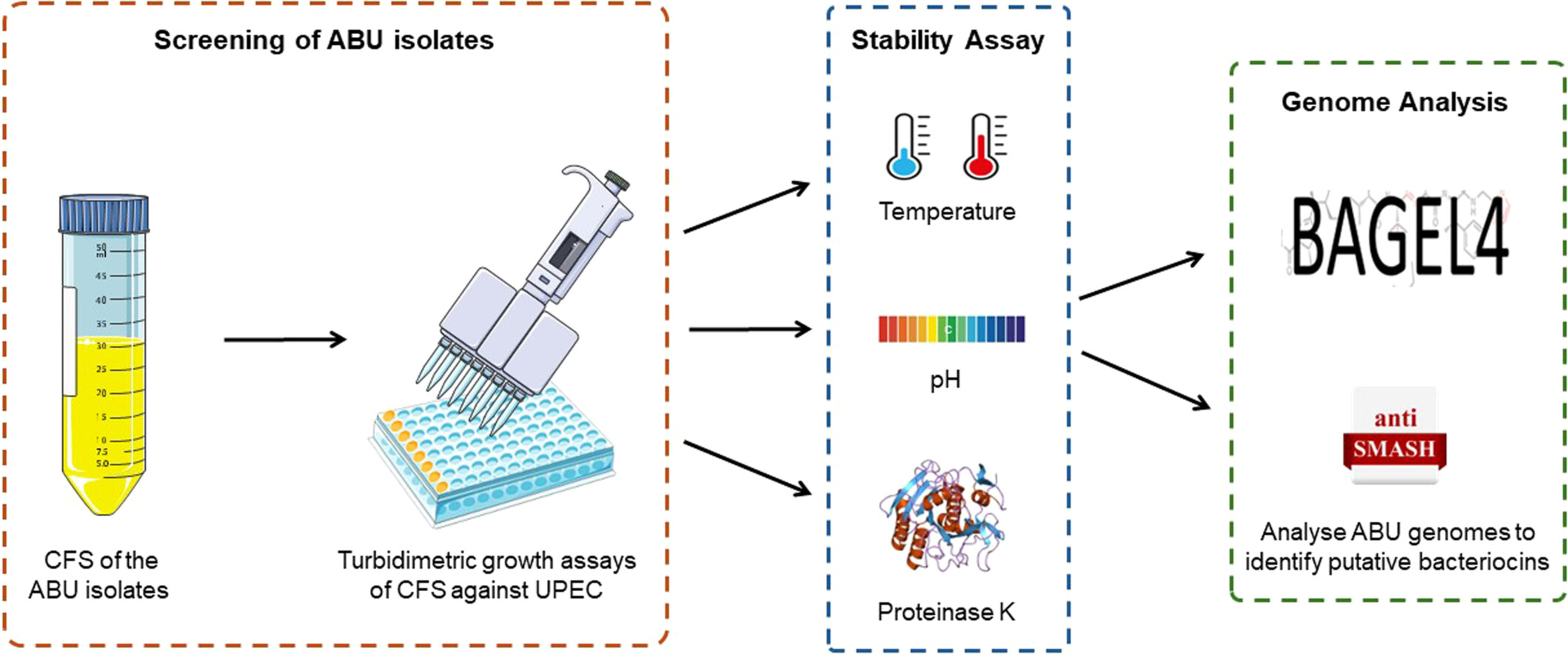 Turbidimetric bioassays: A solution to antimicrobial activity detection in asymptomatic bacteriuria isolates against uropathogenic Escherichia coli