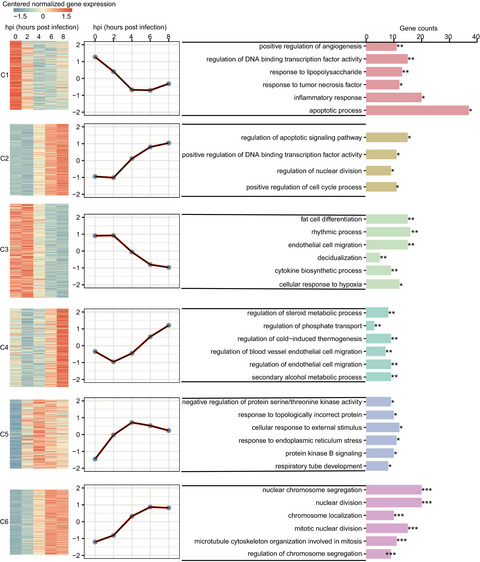Time-resolved mRNA and miRNA expression profiling reveals crucial coregulation of molecular pathways involved in epithelial–pneumococcal interactions