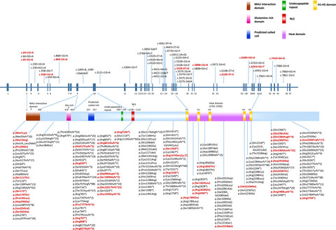 A report of 2 cases of Cornelia de Lange syndrome (CdLS) and an analysis of clinical and genetic characteristics in a Chinese CdLS cohort